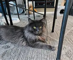 Maine coon kittens mogen verhuizen.