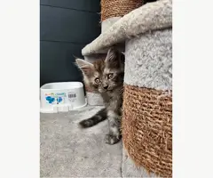 Maine coon kittens mogen verhuizen.