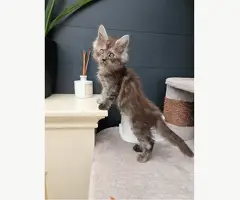 Maine coon kittens mogen verhuizen. - 6