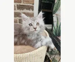 Maine coon kittens mogen verhuizen. - 7